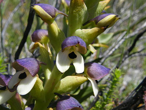 Disa cornuta